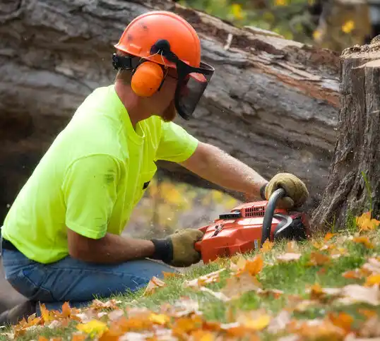 tree services Bernardsville